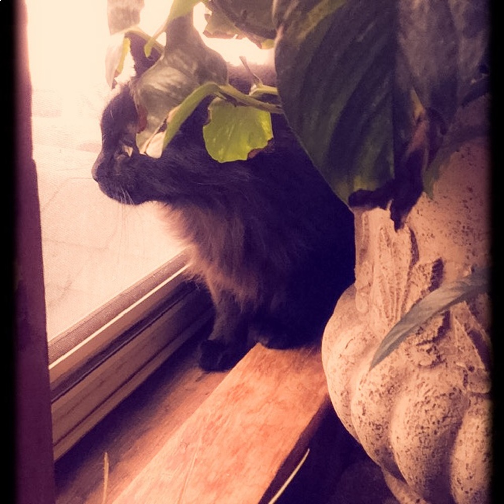 Meet your Posher, Ava